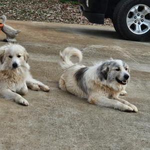 Image of Bandit, Lost Dog