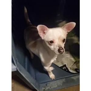 Image of Unknown, Found Dog