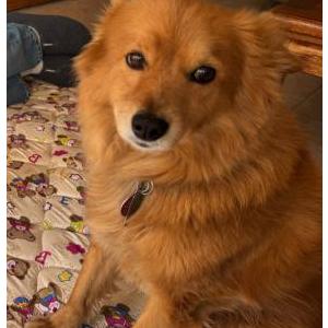 Lost 1 Rusty (Texas)