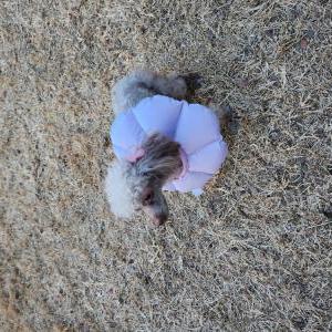 Image of Chloe, Lost Dog