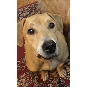 2nd Image of Rowdy, Lost Dog