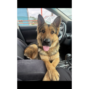 Image of Rush, Lost Dog