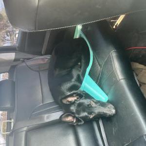 Image of Lucifer, Lost Dog