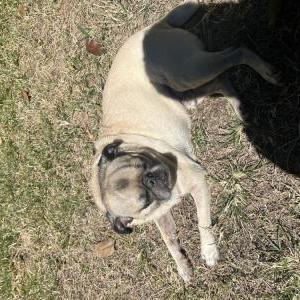 Image of Charlie, Lost Dog