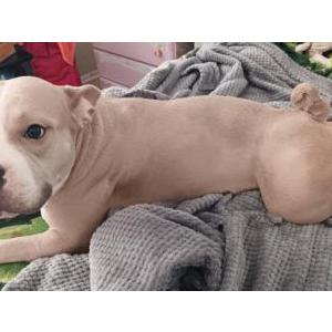 Lost Dog Chiquita
