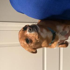 Found Dog Unsure