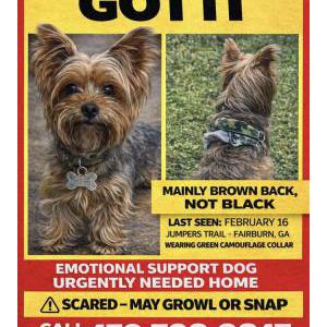 Image of Gotti, Lost Dog