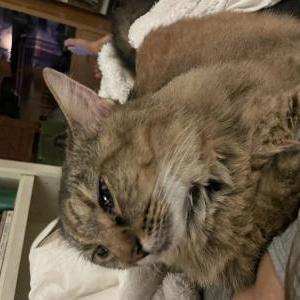 Image of Cat, Lost Cat