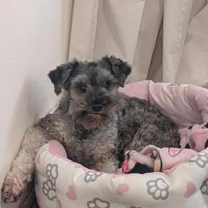 Image of Ford, Lost Dog