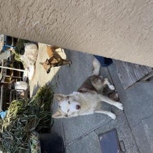Lost Dog Momo