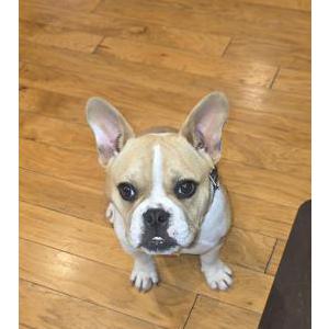 Image of Unknown, Found Dog