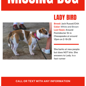 Image of Lady Bird, Lost Dog