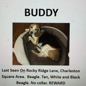 Image of Buddy, Lost Dog