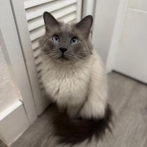 Image of Malibu, Lost Cat