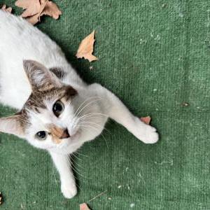 Image of Mila, Lost Cat