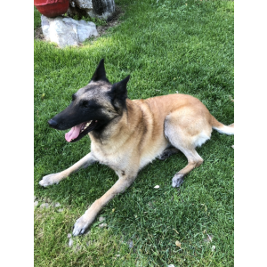 Image of Liesl, Lost Dog