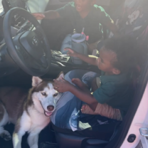 Image of Zuko, Lost Dog