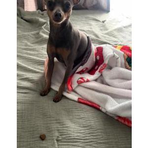 Image of Rocky, Lost Dog