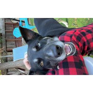 Lost Dog Precious/sammy