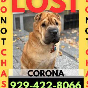 Lost Dog Appa