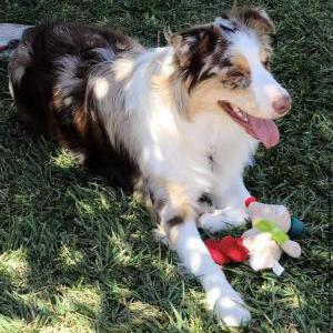 Lost Dog Emma