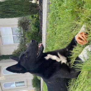 Found Dog Unknown