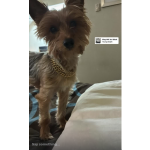 Image of Chase, Lost Dog