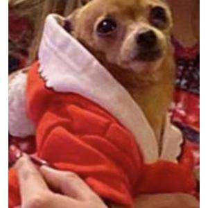 Lost Dog Gigi