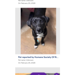 Image of Monkey, Lost Dog