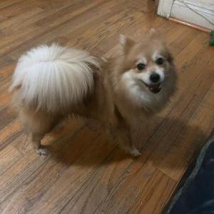 Found Dog unknown