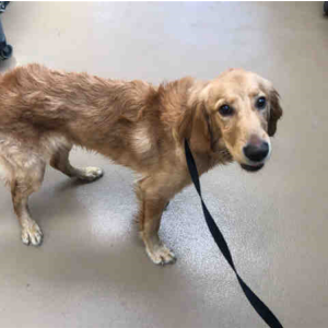 Image of Arch, Lost Dog