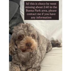 Image of Choco, Lost Dog