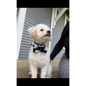 Image of Niño, Lost Dog