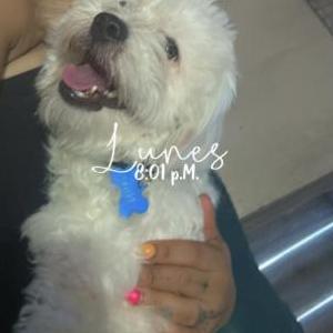 2nd Image of Niño, Lost Dog