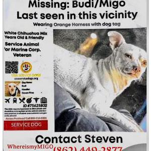 Lost Dog BudiorMigo