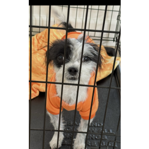 Image of Bubbles, Lost Dog