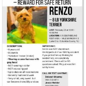 Image of Renzo, Lost Dog