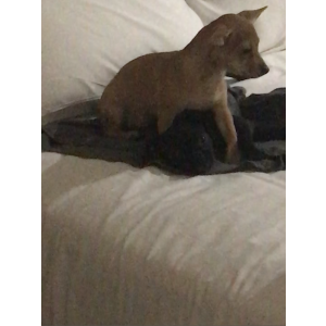 Lost Dog Bentley