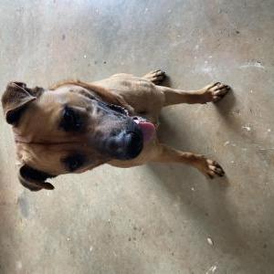 Found Dog Unknown