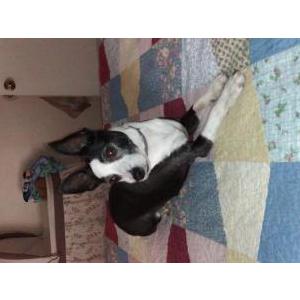 Image of Shadow, Lost Dog