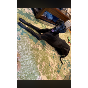 Image of Francine/Franny, Lost Dog