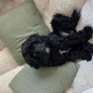Image of Kaki, Lost Dog