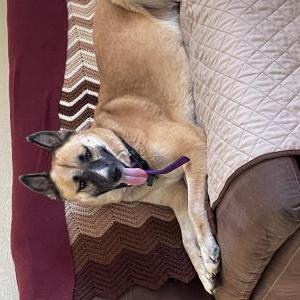 Lost Dog Hannah