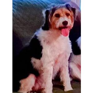 Image of Bailey, Lost Dog