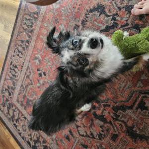 Image of Malta, Lost Dog