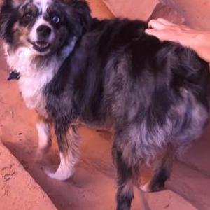 2nd Image of Malta, Lost Dog