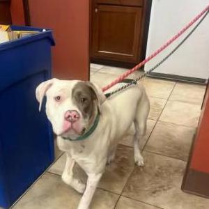 Image of Unknown, Found Dog
