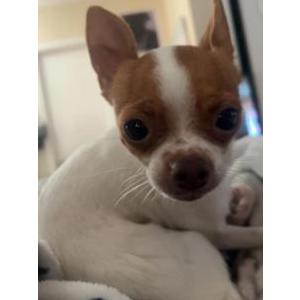 Lost Dog Peppa