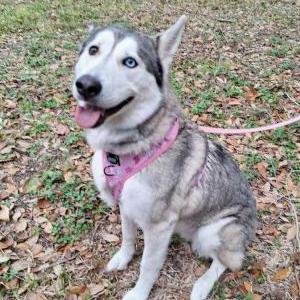 Image of Armoni, Lost Dog