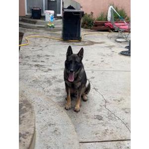 Lost Dog Rocco
